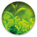plantations.png