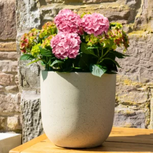 Home pink hydrangea