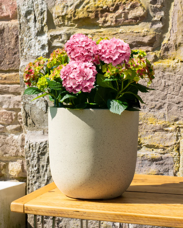 pink hydrangea