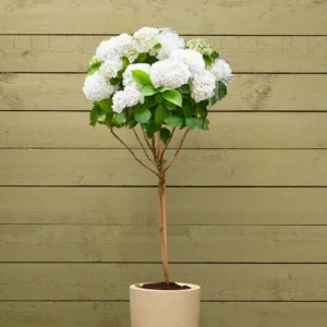 pink hydrangea (copy)