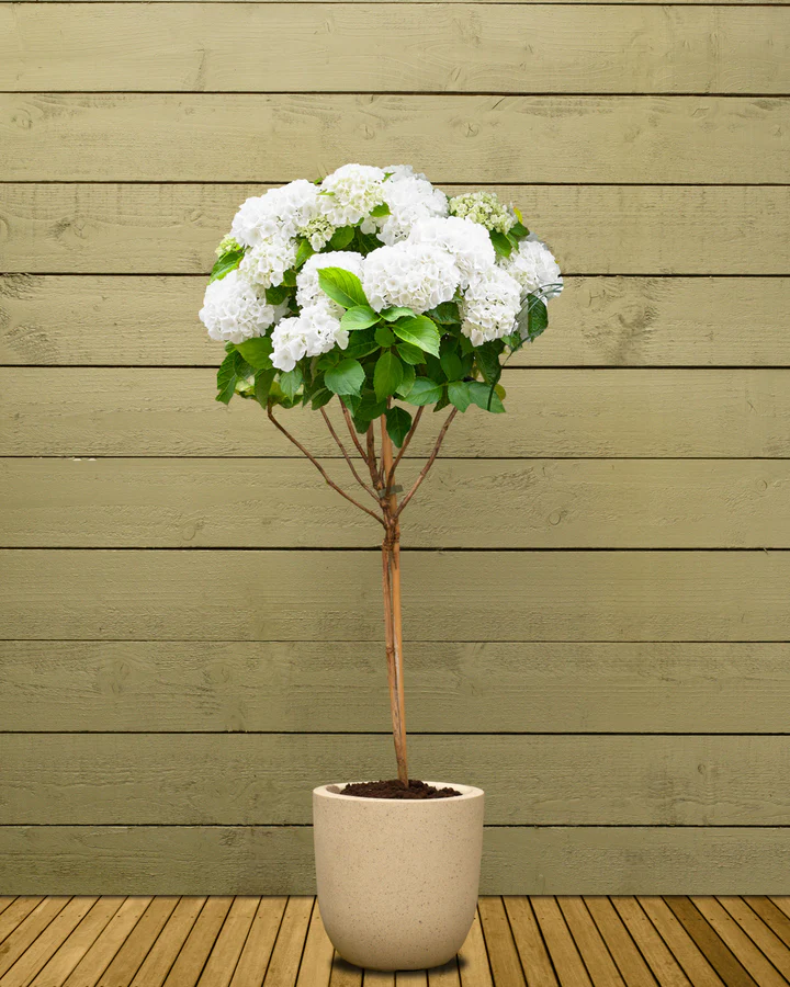pink hydrangea (copy)