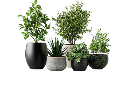 plants 231